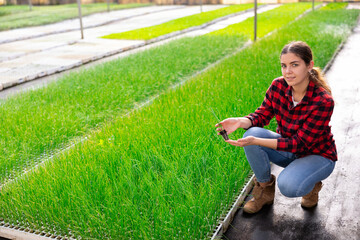 Obraz premium Woman holding green onion seedling in her hands