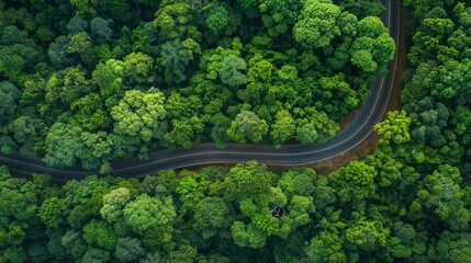 Aerial top view of asphalt road through green forest, healthy rain forest, environment, health, green economy, view of nature ecosystem for save Earth 