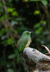 Obraz premium branch bird is looking for prey and waiting for its mother to feed it in the middle of a lush forest.