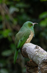  branch bird is looking for prey and waiting for its mother to feed it in the middle of a lush forest.