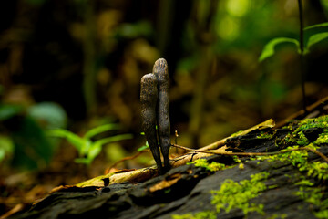 A brown fungus from genus xylaria growing on a dead wood, in humid tropical rainforest of Indonesia. Natural bokeh background