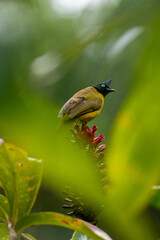 A bulbul perches gracefully on a branch, its vibrant feathers glowing in the sunlight. Singing joyfully, it embraces the tranquility of nature, adding charm and life to the serene surroundings.