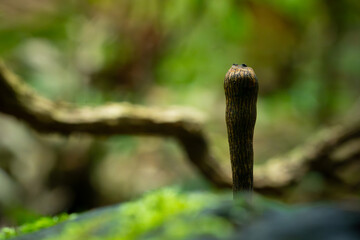 A brown fungus from genus xylaria growing on a dead wood, in humid tropical rainforest of Indonesia. Natural bokeh background