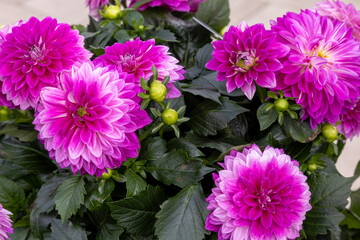 Obraz premium Dahlia is a genus of bushy, tuberous, herbaceous perennial plants native to Mexico and Central America