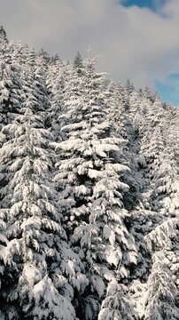 Bosque de Pinos Nevado - Invierno - Drone Vertical Reel