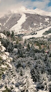 Bosque de Pinos Nevado - Invierno - Drone Vertical Reel