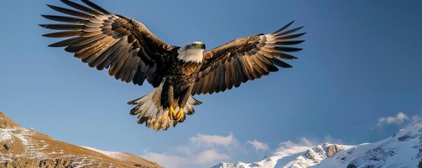 Obraz premium A majestic eagle soaring high above a mountain range under a clear blue sky