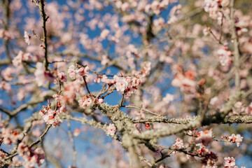 Beautiful spring blossoms in bloom