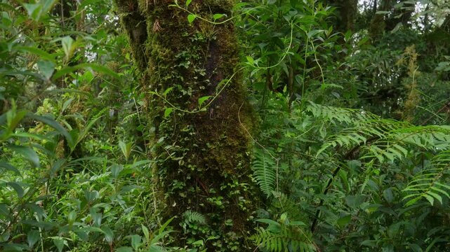 Helechos y arboles llenos de musgo y vegetaci&oacute;n en un dia nublado con lluvia en el bosque tropical nuboso en las monta&ntilde;as de Costa Rica