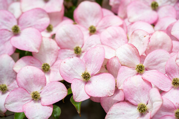 Obraz premium Welcome to spring, dogwood tree in full bloom covered in flowers of pastel pink with cream centers, as a nature background 