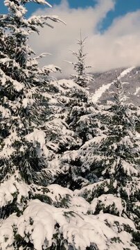 Bosque de Pinos Nevado - Invierno - Drone Vertical Reel