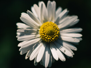 Daisy flower