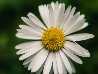 Obraz premium Daisy flower