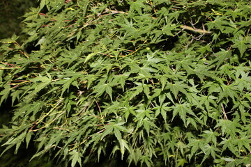 무르익지 않은 단풍