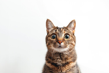 Fototapeta premium Cat with goofy expression