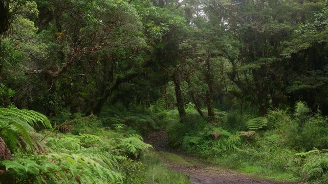 Sendero rodeado de helechos y arboles llenos de musgo y vegetaci&oacute;n en un dia nublado con lluvia en el bosque tropical nuboso en las monta&ntilde;as de Costa Rica
