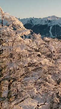 Bosque Nevado en Invierno en las Monta&ntilde;as -Video de Drone Vertical 