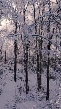 Bosque Nevado en Invierno en las Monta&ntilde;as -Video de Drone Vertical 