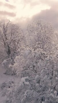 Bosque Nevado en Invierno en las Monta&ntilde;as -Video de Drone Vertical 