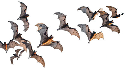 Obraz premium bats flying in the sky