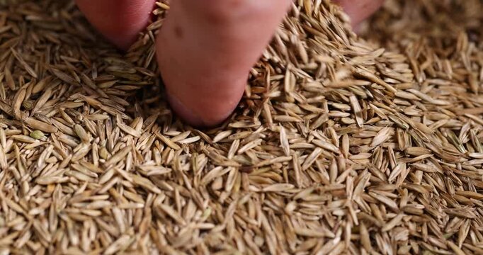 mixed seeds of perennial and annual grass for lawn, grass seeds for growing on lawn for design