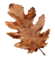 Naklejka premium Autumn dry oak leaf isolated on transparent background