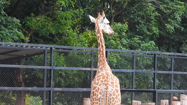 Giraffe standing and watching over the fence in a zoo in India, looking from left to right and chewing with it's tongue sticking out