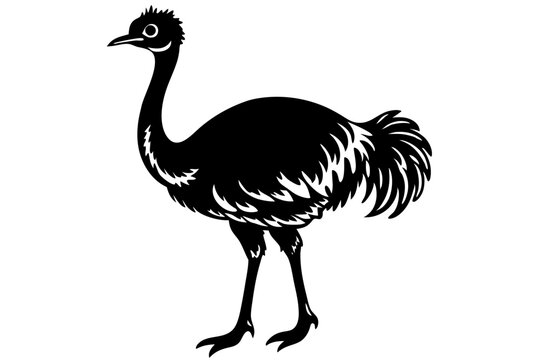 recommend clip art: Funny Emu Vector Illustration Cartoon, Clipart, and Line Art on White Background, Funny emu cartoon vector illustration, clipart, and line art on white background