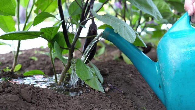 gardener carefully waters young eggplant seedlings at the base using a blue watering can, tending to the plants' needs for proper growth and development.
