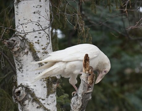 White Raven Sitting on a Branch