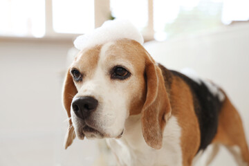 Cute Beagle dog with soap foam in bathroom at home