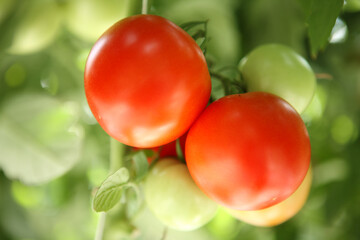 Fresh bunch of red natural tomatoes in organic vegetable garden.