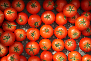 Red natural tomatoes