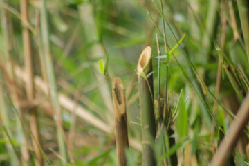 Obraz premium green bamboo tree in a garden. bamboo forest background