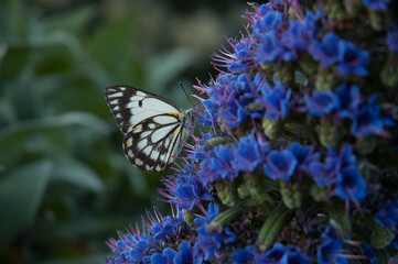 Butterfly on blue flowers