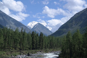 The mountain river flows through a valley with dense coniferous forest on the slopes under the blue sky with white clouds. The river is in the foreground, and the forest is in the background.