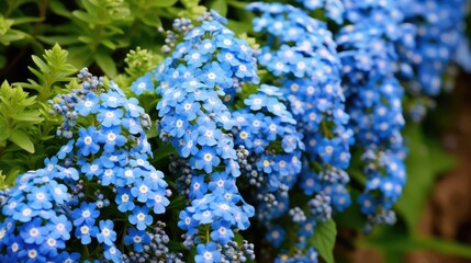 me flower border blue