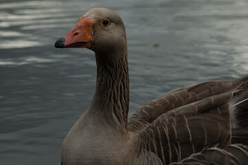 Goose Australian