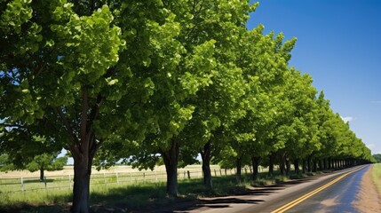 Obraz premium leaves osage orange tree