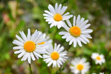 Fading Daisies in a Grouip