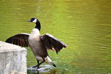 Canadian Goose Standing in the Water