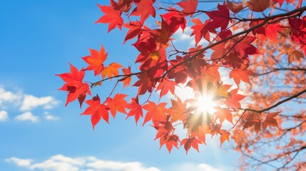 red blue ridge parkway autumn