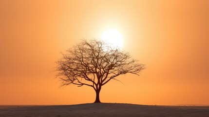 Fototapeta premium landscape sun silhouette