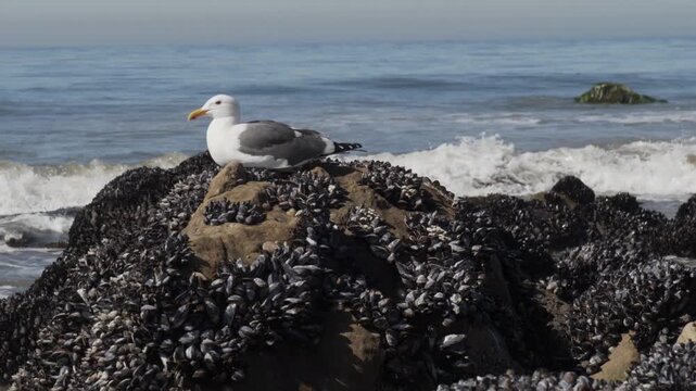 Western Gull, Larus occidentalis seagull sits on rock covered in mussels near Pacific ocean