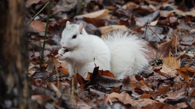 Brevard White Squirrel Eats While Sitting in Fallen Autumn Leaves