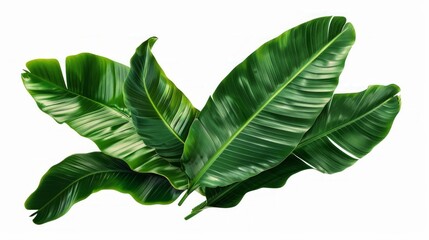 Fototapeta premium set of watercolor banana leaves on isolated white background, set tropical leaves, Tropical banana leaves set