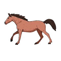horse isolated on white