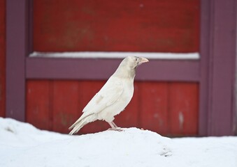 Rare Leucistic White Raven Red Background