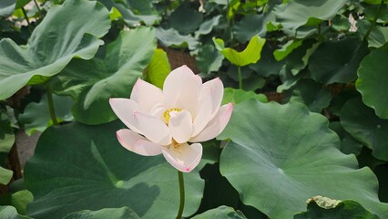 white lotus flower