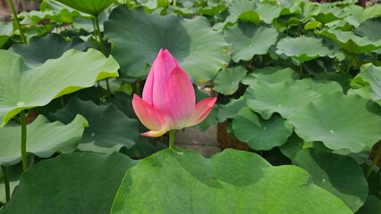pink lotus flower